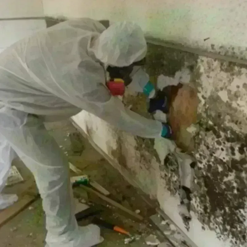 Mold Remediation and Removal in Montgomery, PA